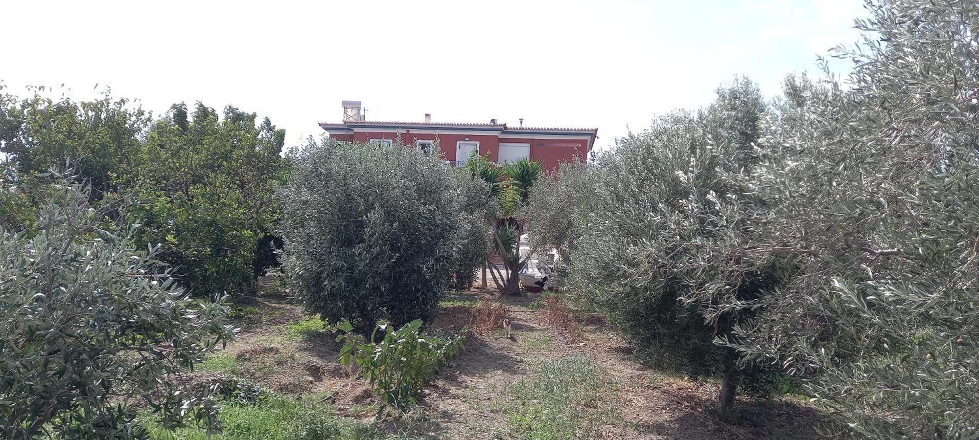 Ktima Develekou Pigadhia (Argolis) Exterior foto