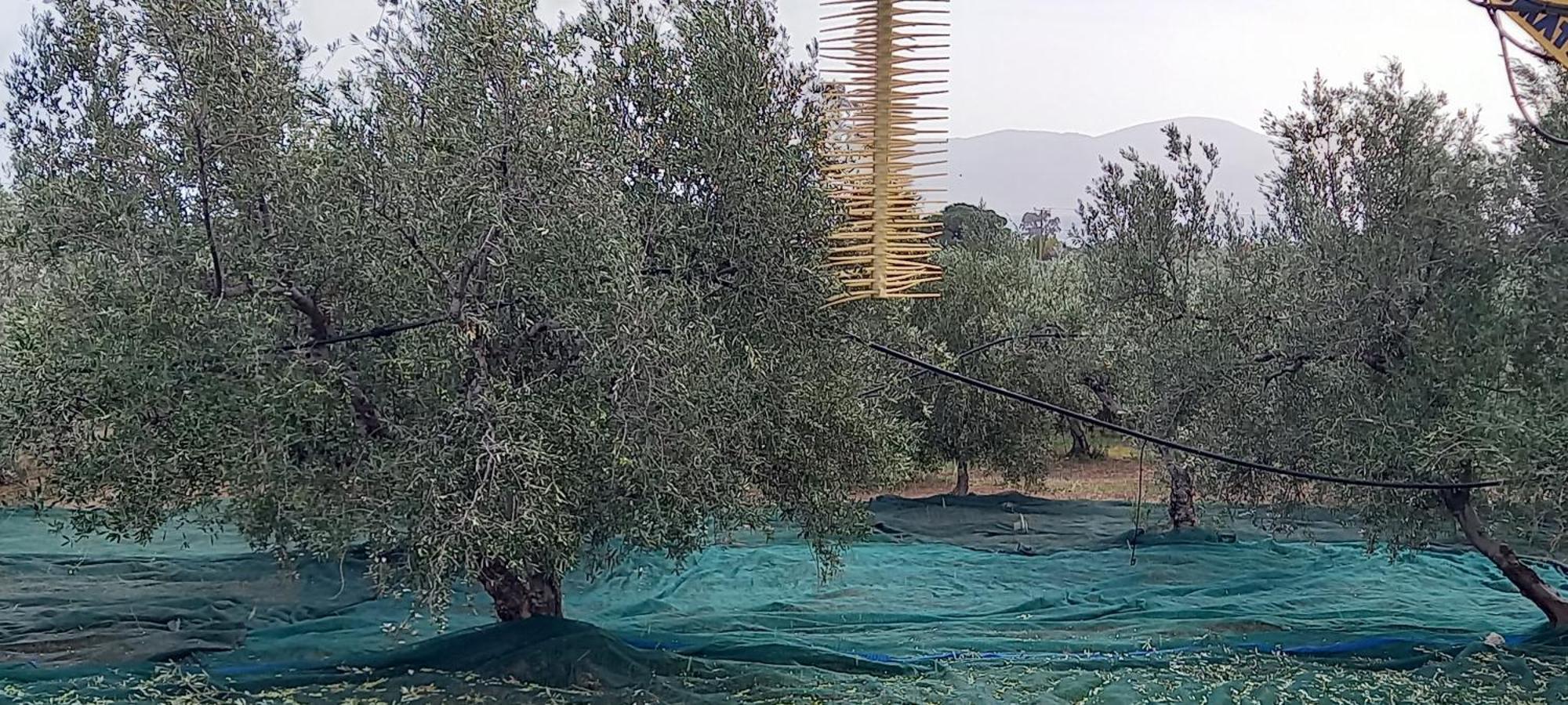 Ktima Develekou Pigadhia (Argolis) Exterior foto